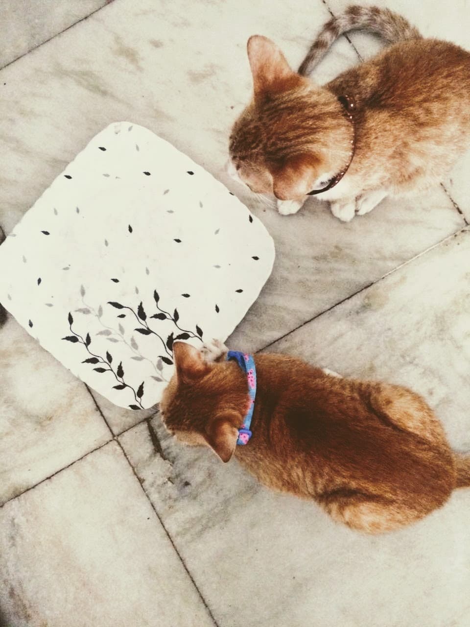 Riki and Nyx